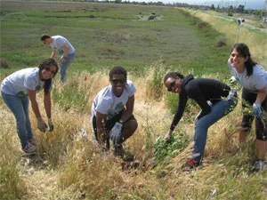 Stanford Law students help remove invasive weeds from the baylands