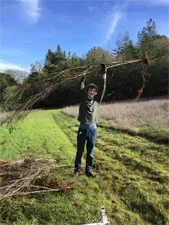 Students remove invasive French broom