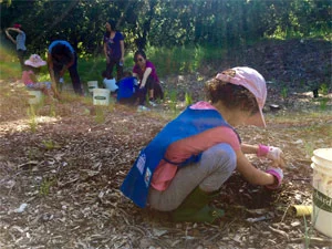 Volunteers plant native bunchgrasses