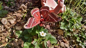 Butterfly in a restoration area with native strawberry