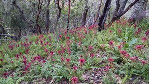 A bloom of Indian warrior amongst a stand of madrones