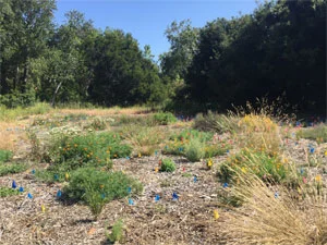 Restoring a meadow from invasive thistles to native plants