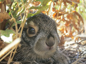 A jackrabbit peers out from its burrow