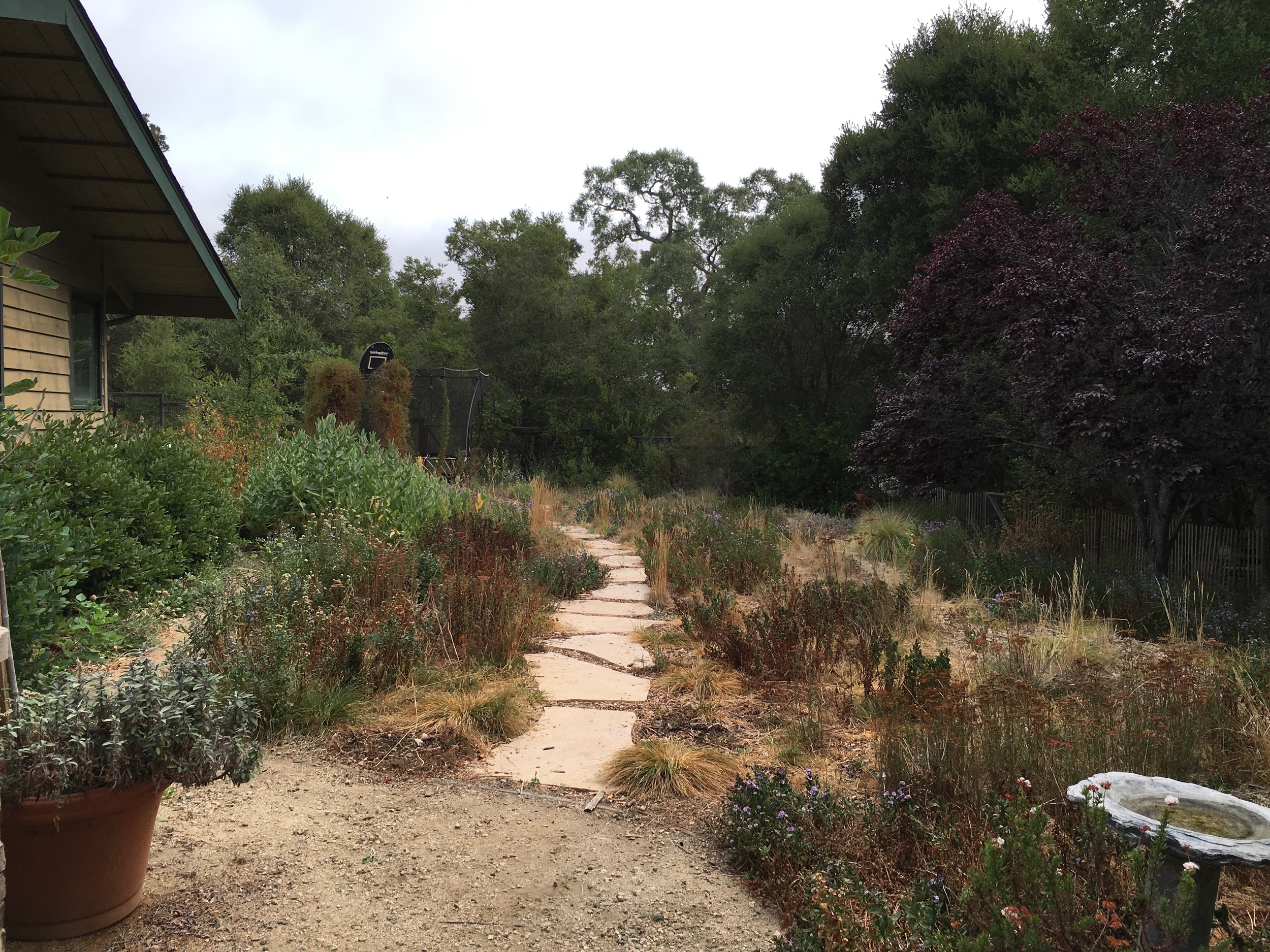 Native plant meadow in August