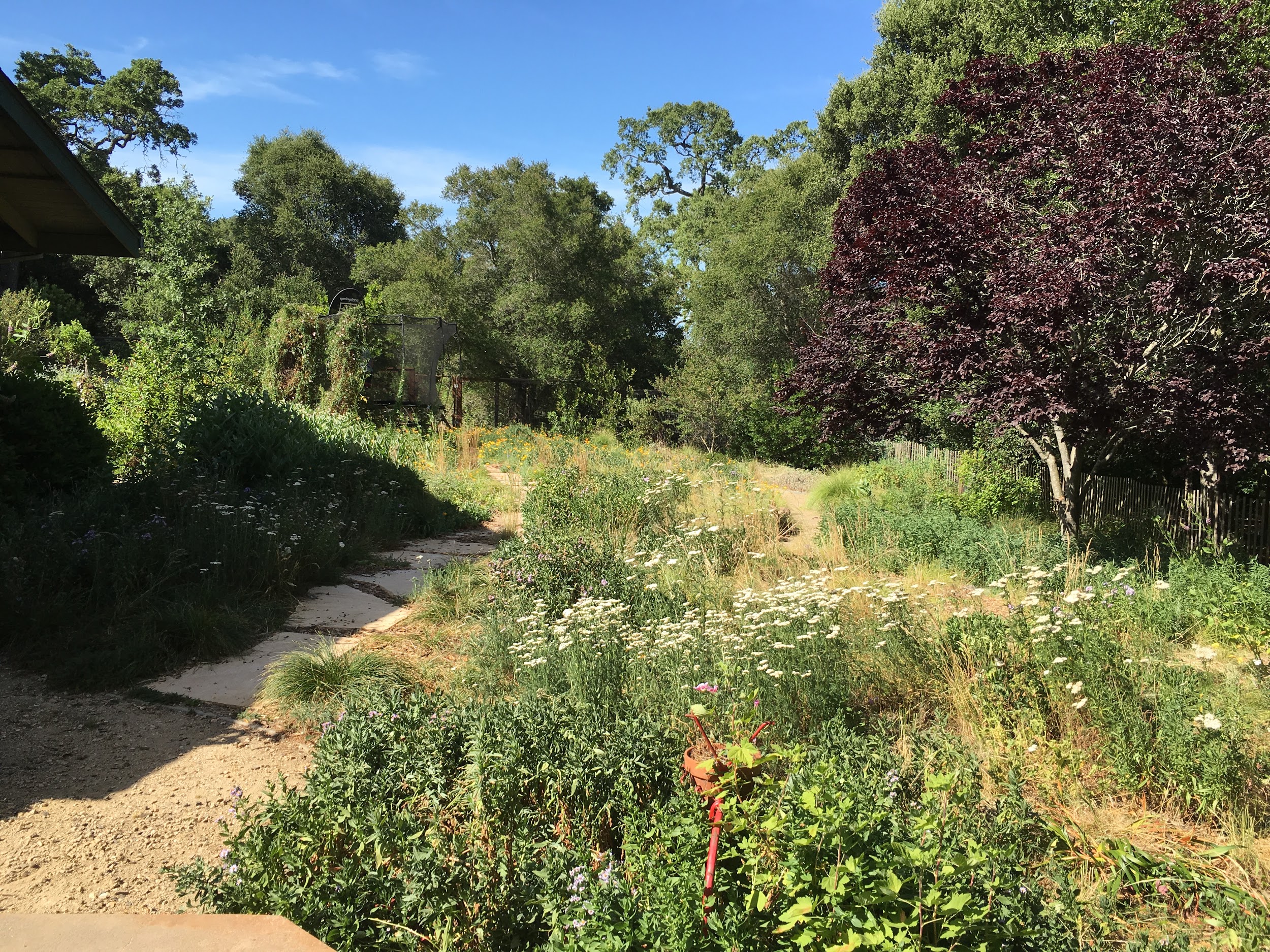 Native plant meadow in June
