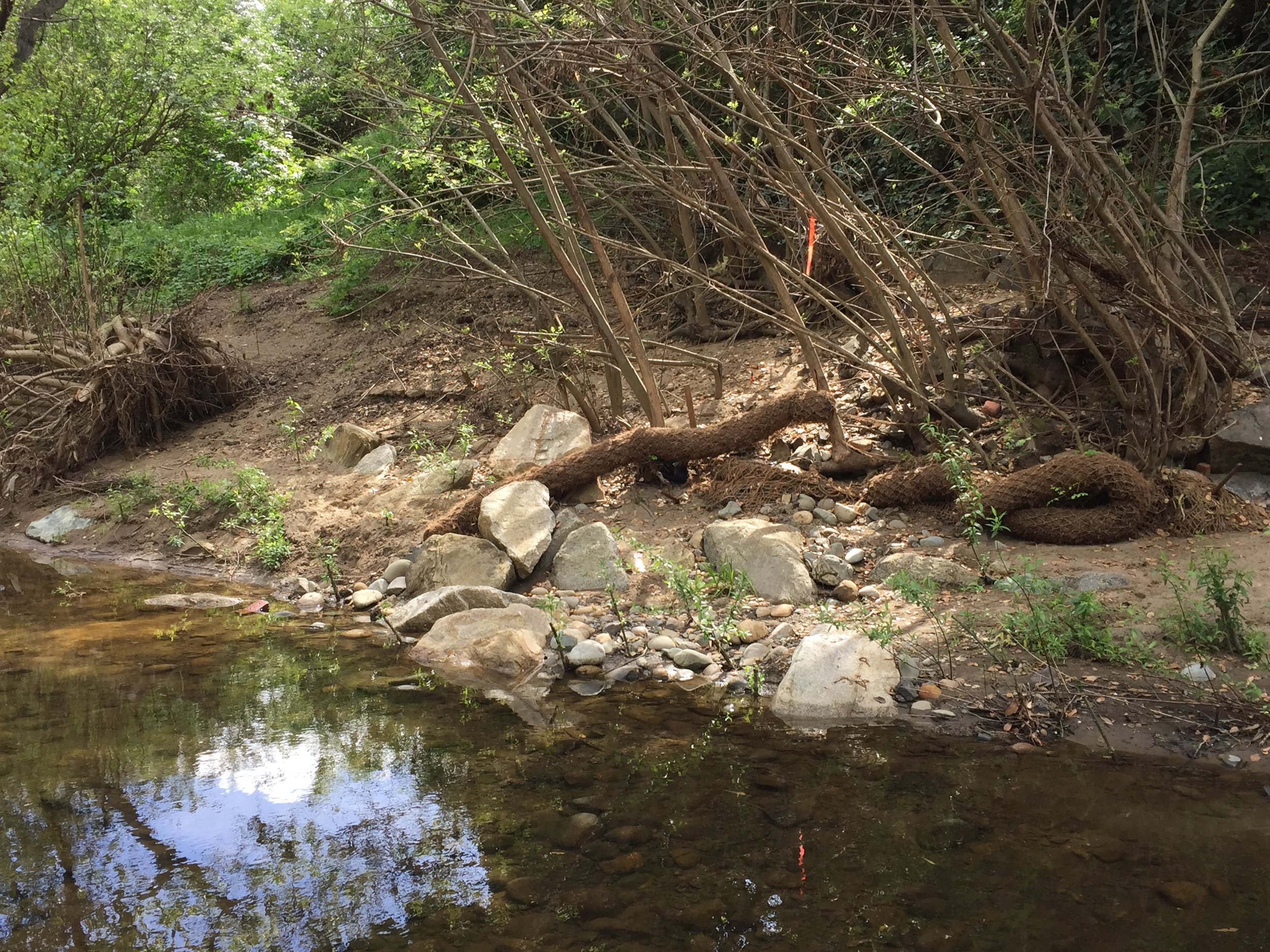 The willow saplings along the creek edge were planted by high school students in 2013 and continue to grow in this location. Meanwhile, coir logs installed by contractors have been strewn around in high flows.
