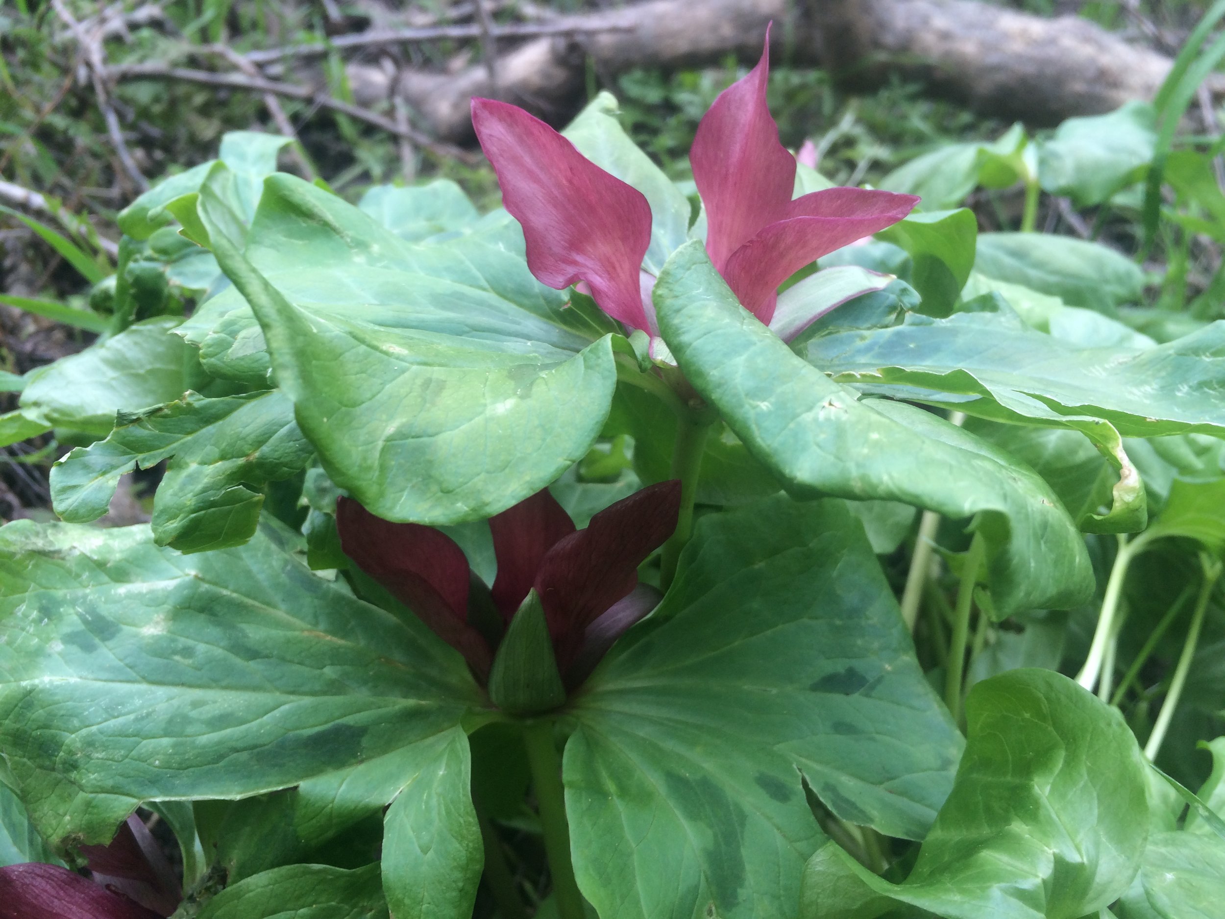 Trillium blooms at Foothills Park.