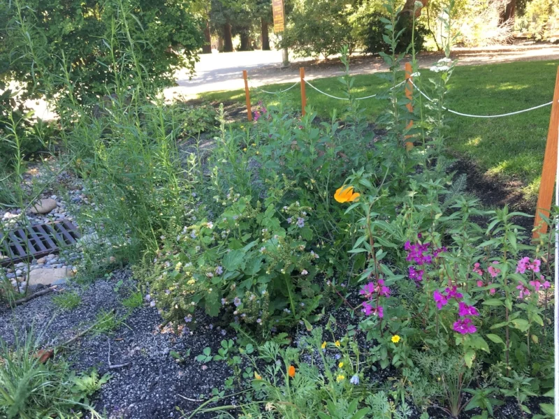 Rain Garden Hoover Park 1.jpg