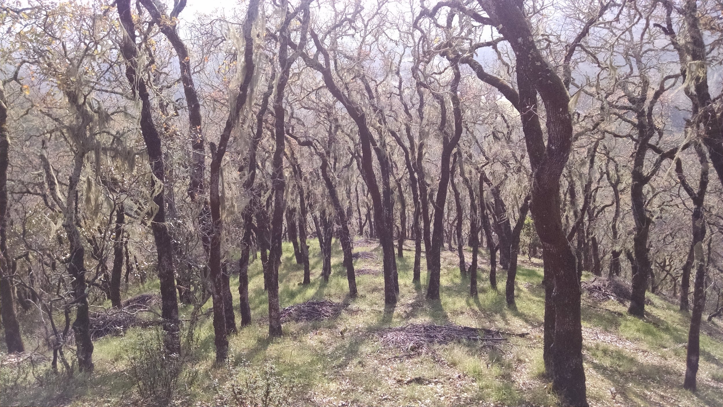 Blue oaks are one of five oak species that occur in Foothills Park in Palo Alto