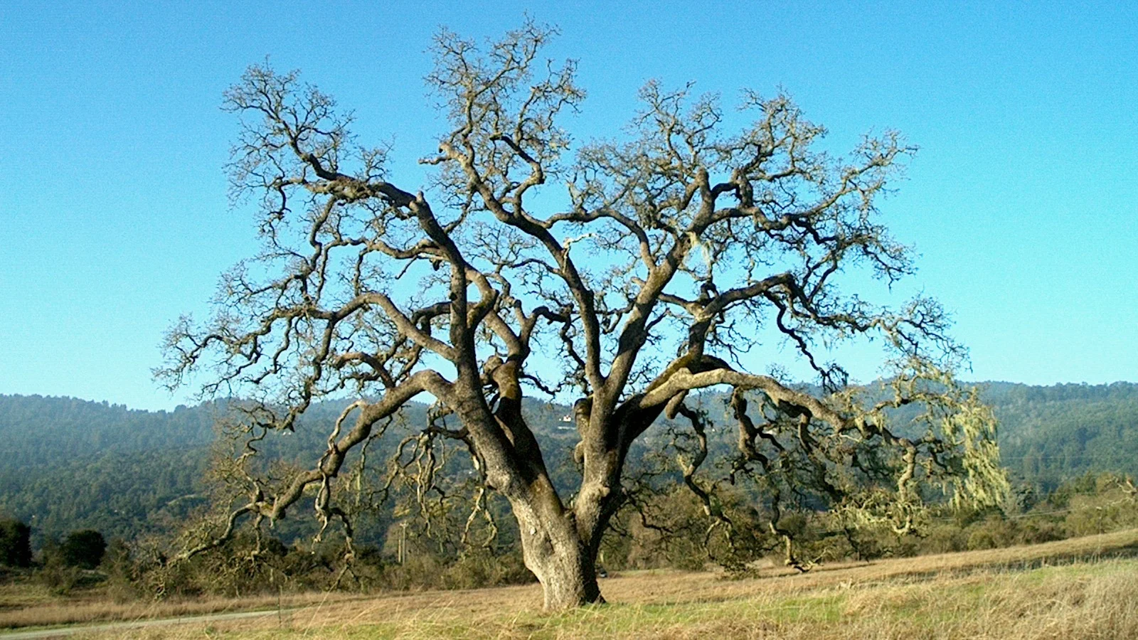 Oak+1.jpg