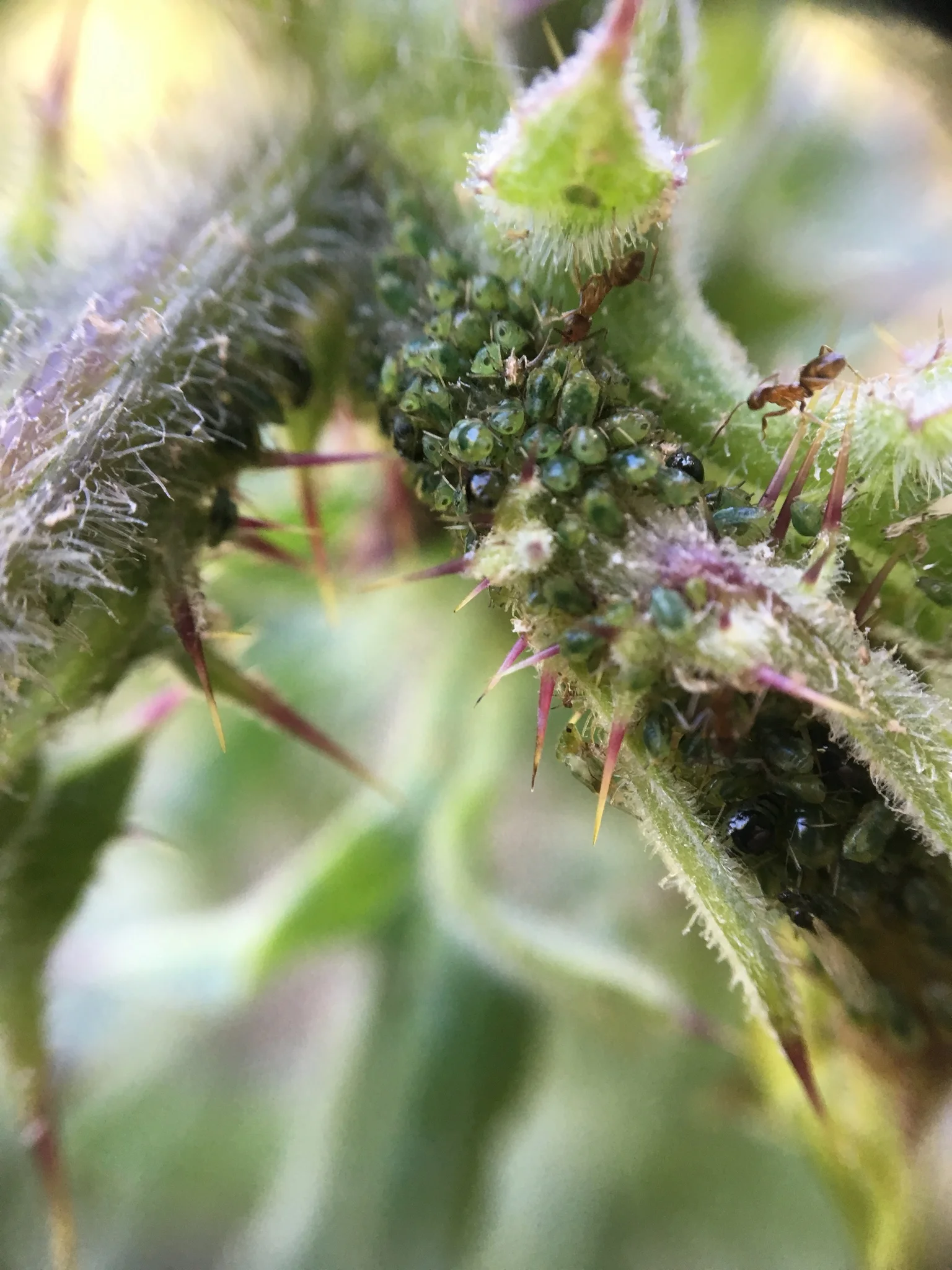 Argentine ants and aphids on a Crystal Springs Fountain thistle in Stulsaft Park
