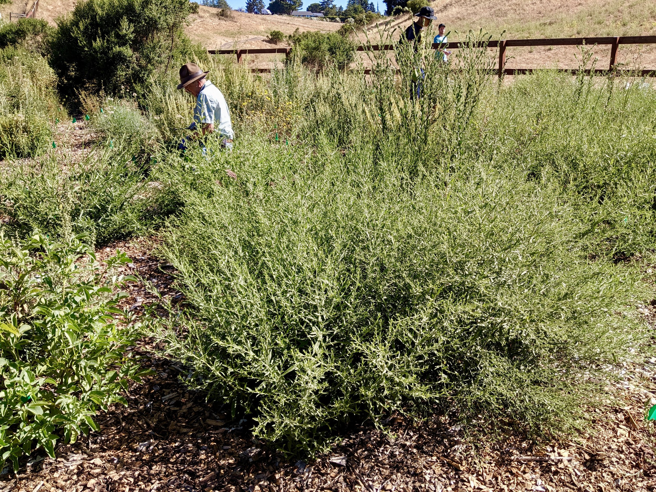 Paul weeding the floodplain at Byrne Preserve in Los Altos Hills