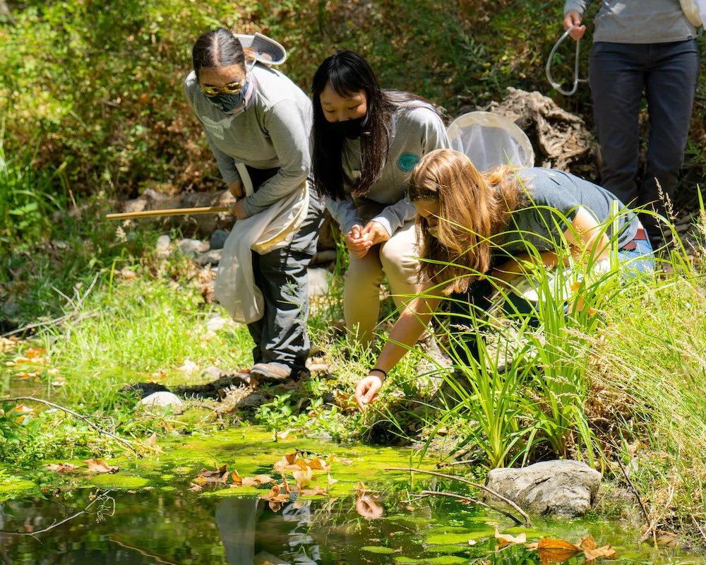 Interns Go Exploring for Insects — Grassroots Ecology