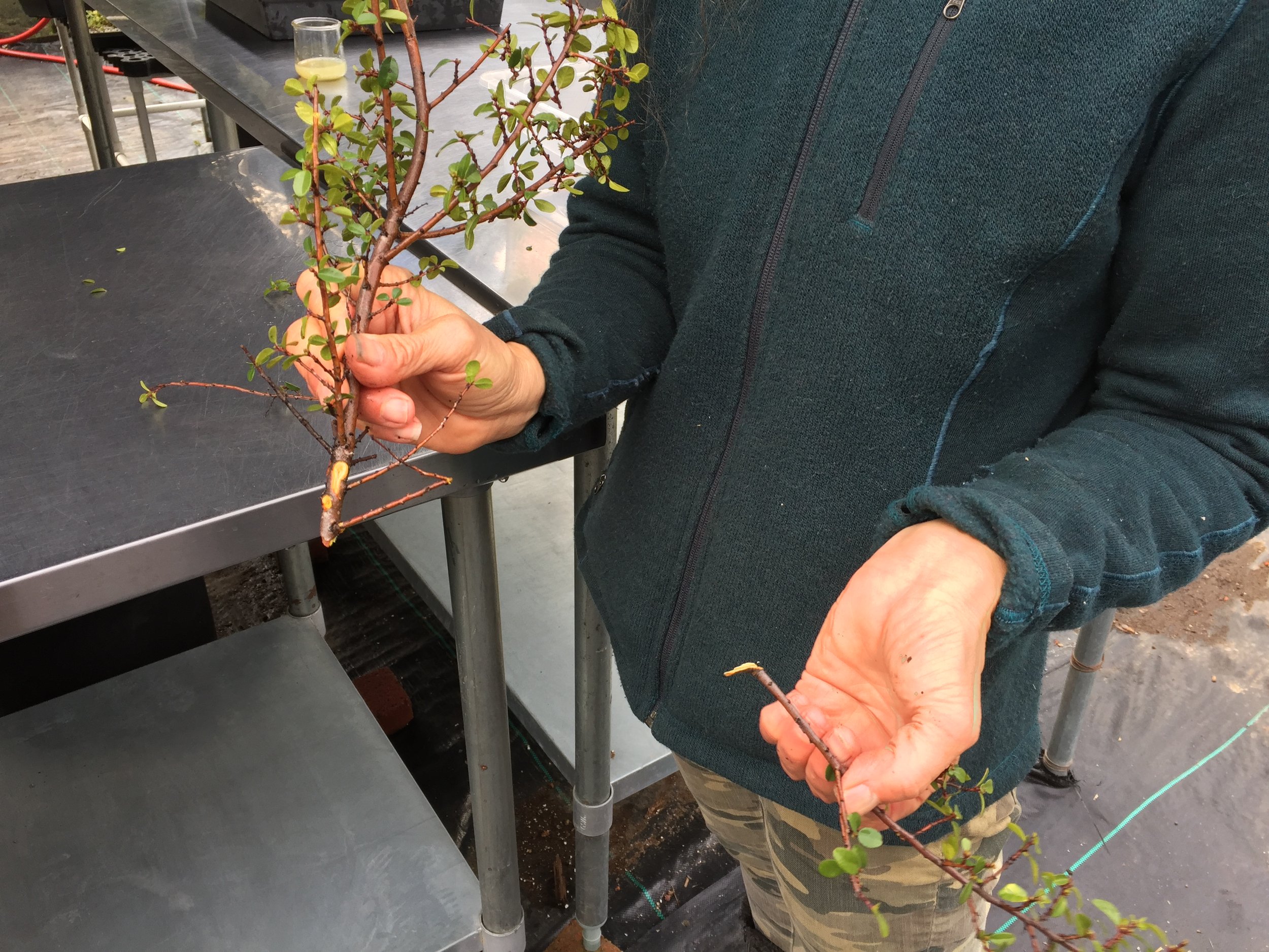 Talk at Los Altos Library: Propagating Native Plants at Home