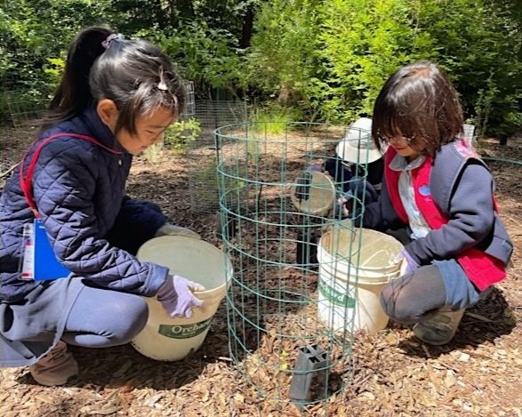 Restore and Rejuvenate: BIPOC Volunteer Workday at in Los Altos