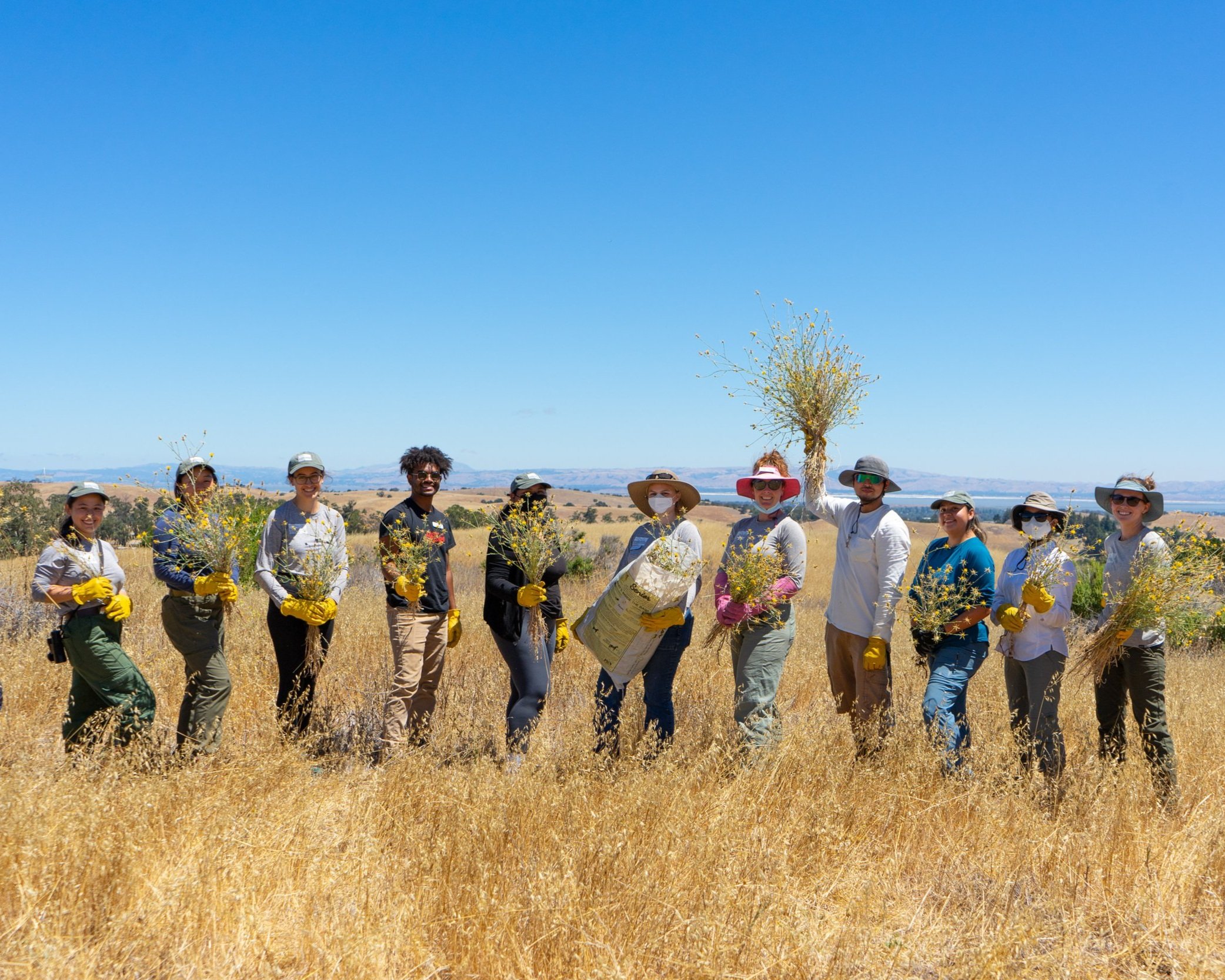 Be a Star: Yellow Starthistle Weeding Party at Pearson-Arastradero Preserve