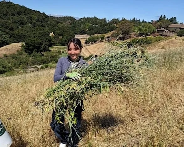 Yellow Starthistle Weeding Party in Los Altos Hills at Byrne Preserve