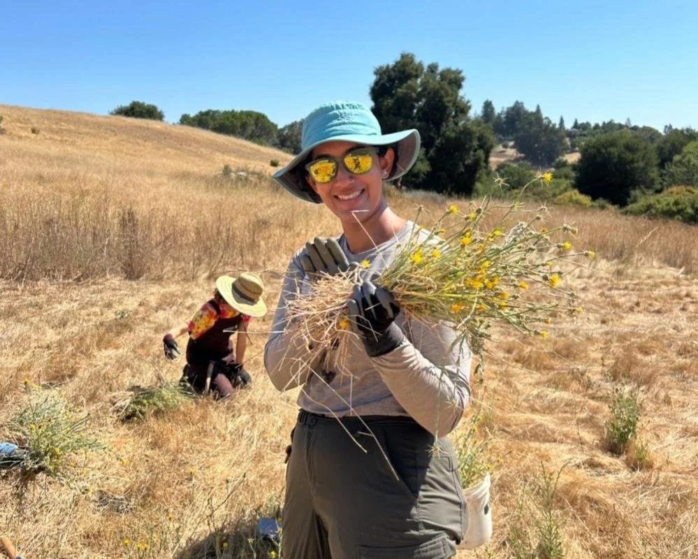 Afternoon Weeding Party at Pearson-Arastradero Preserve