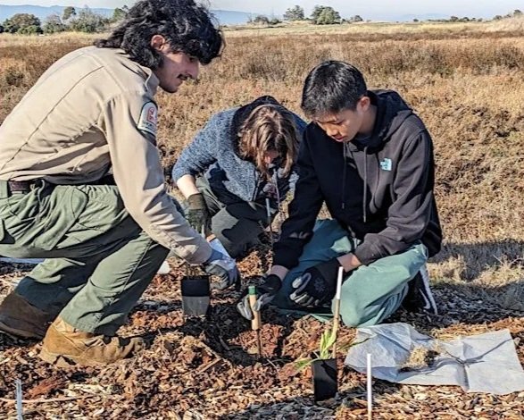 Volunteer Outdoors in MV Shoreline Marsh Habitat Restoration