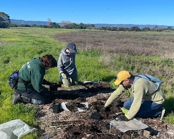 Volunteer Outdoors in MV Shoreline Marsh Habitat Restoration