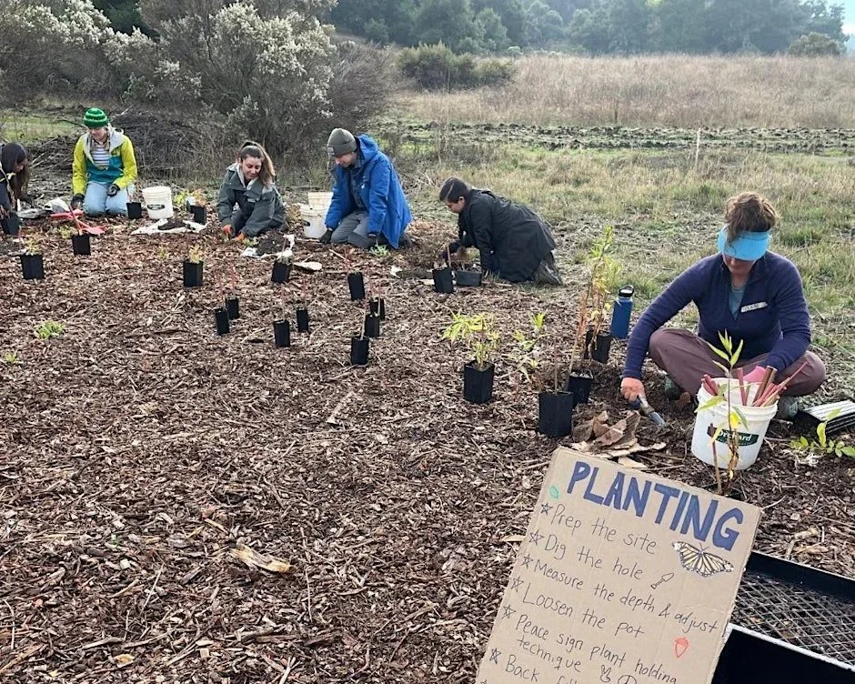 Volunteer Outdoors in Palo Alto at Pearson-Arastradero Preserve
