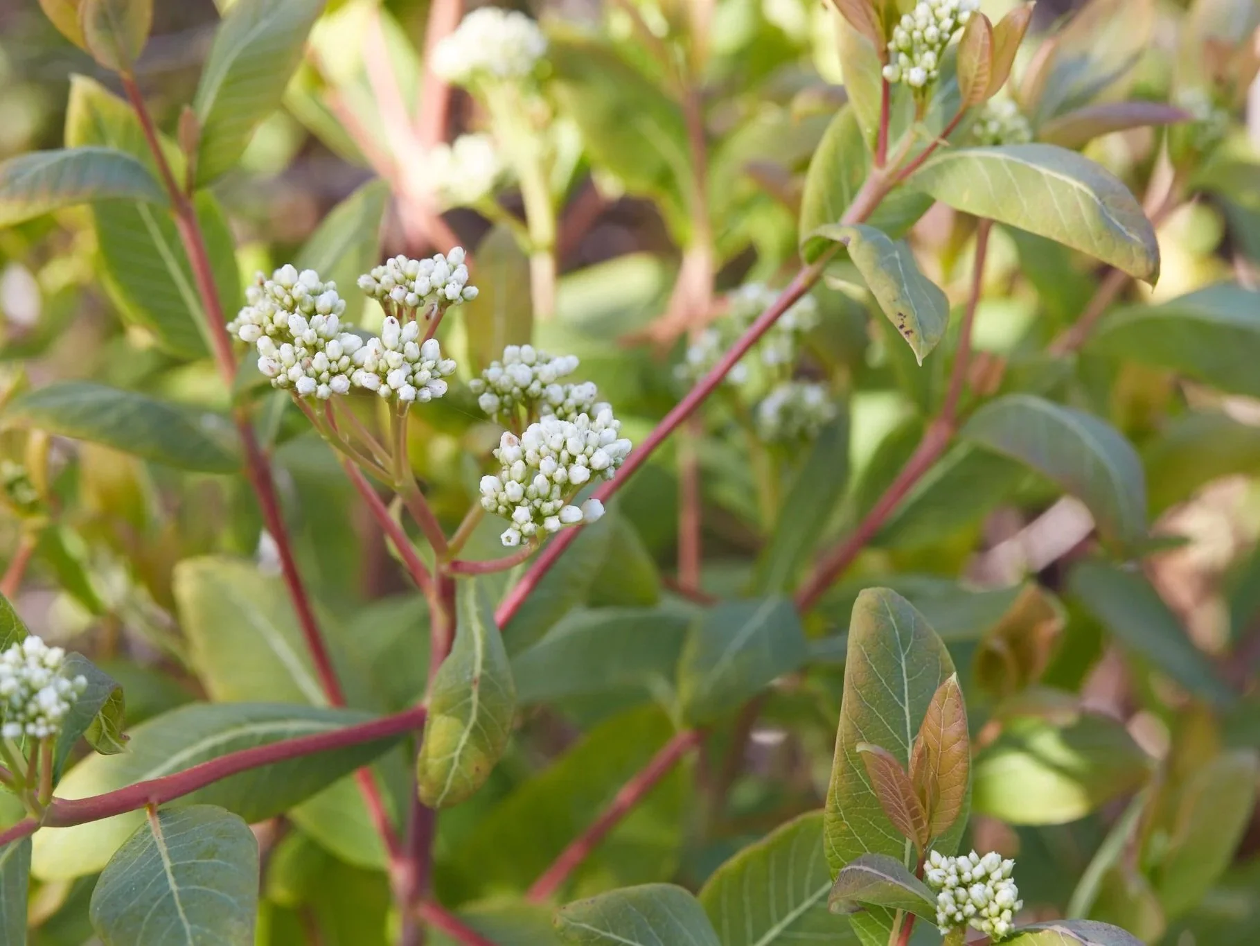 Native Plant of the Month: Hemp Dogbane