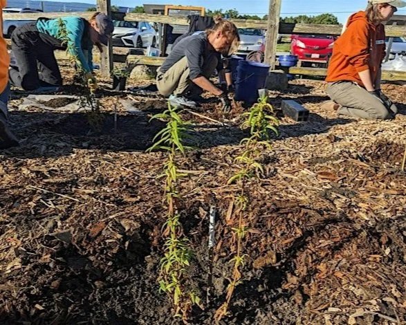 Volunteer Outdoors: Habitat Restoration at Bedwell Bayfront Park