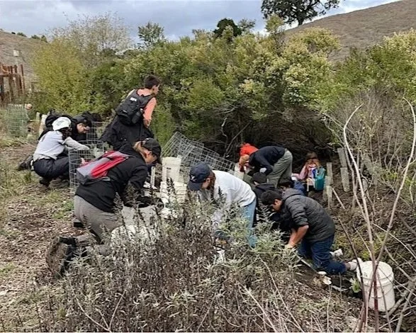 Volunteer Outside: Habitat Restoration at Byrne Preserve in Los Altos Hills
