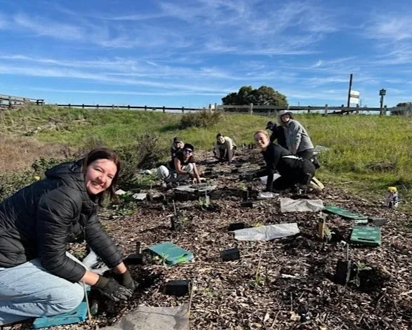 Volunteer Outdoors in MV Shoreline Marsh Habitat Restoration