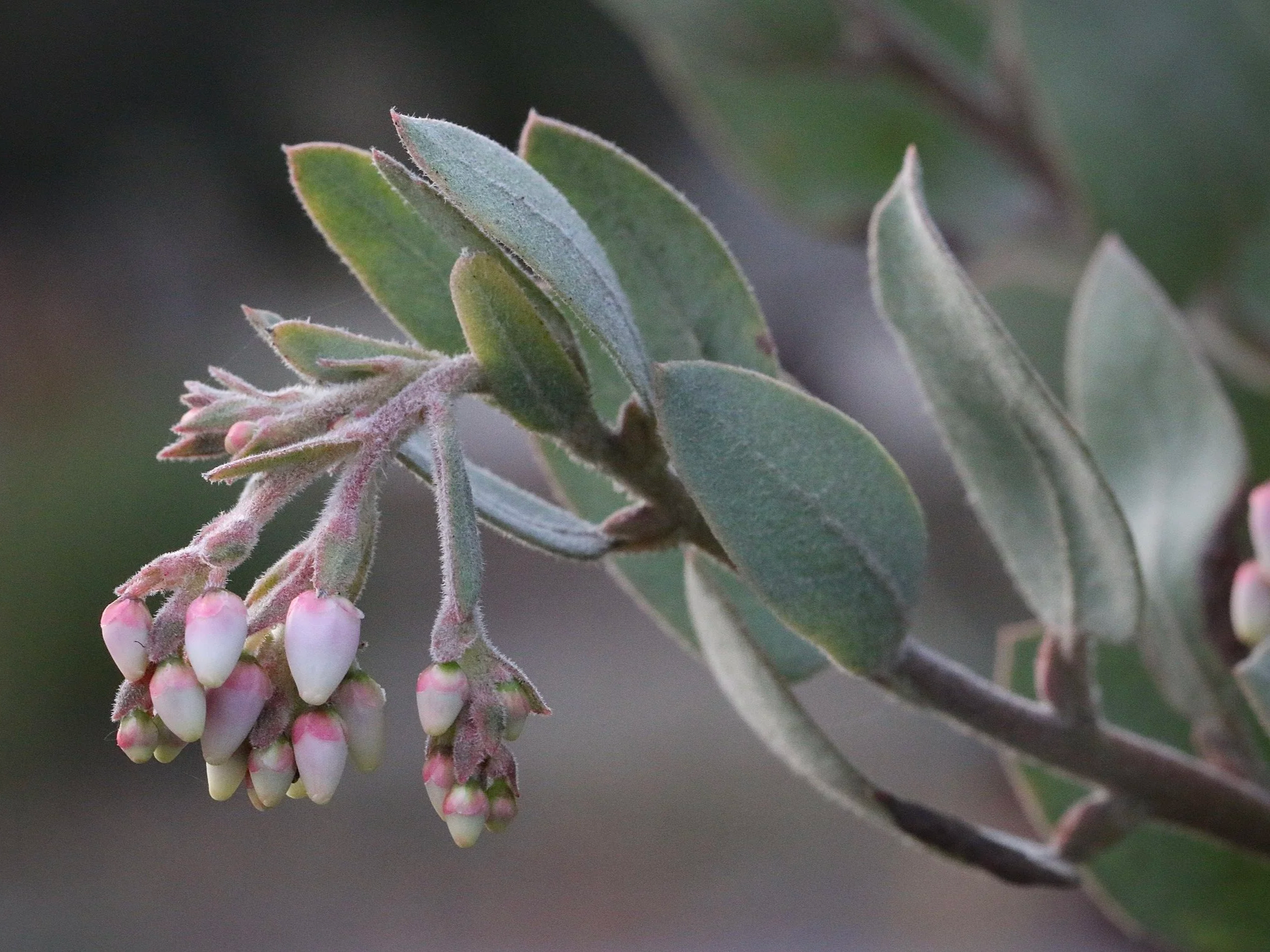 Native Plant of the Month: Silverleaf Manzanita