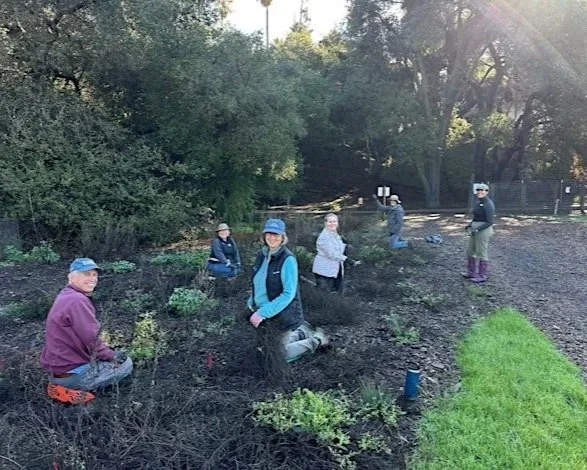 Seniors 65+: Volunteer Outdoors in Cupertino at McClellan Ranch Preserve