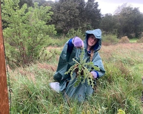 Volunteer Outside: Habitat Restoration at Byrne Preserve in Los Altos Hills