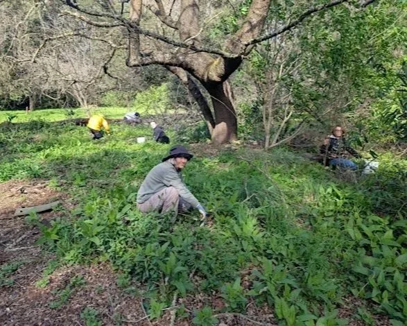Volunteer Outdoors at Redwood Grove in Los Altos