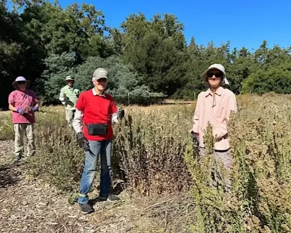 Seniors 65+: Volunteer Outdoors in Cupertino at McClellan Ranch Preserve