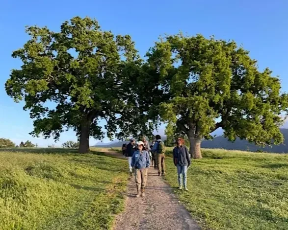 Wildflowers and Fire Ecology Walk in Los Altos Hills at Byrne Preserve