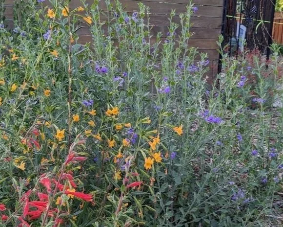 Volunteer as a Greeter/Docent at the Growing Natives Garden Tour 2026