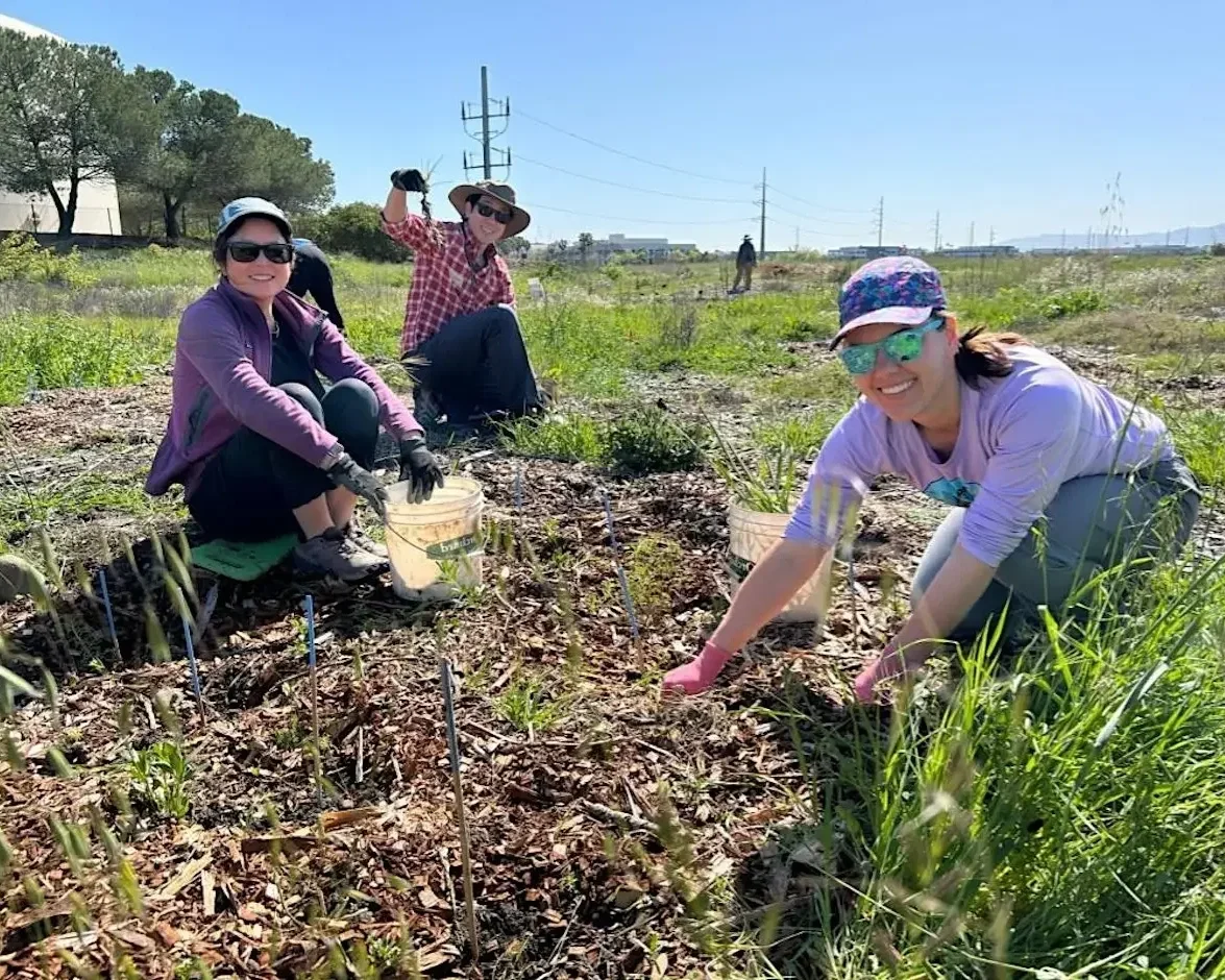 Volunteer Outdoors in Alviso at the Burrowing Owl Project (18+)