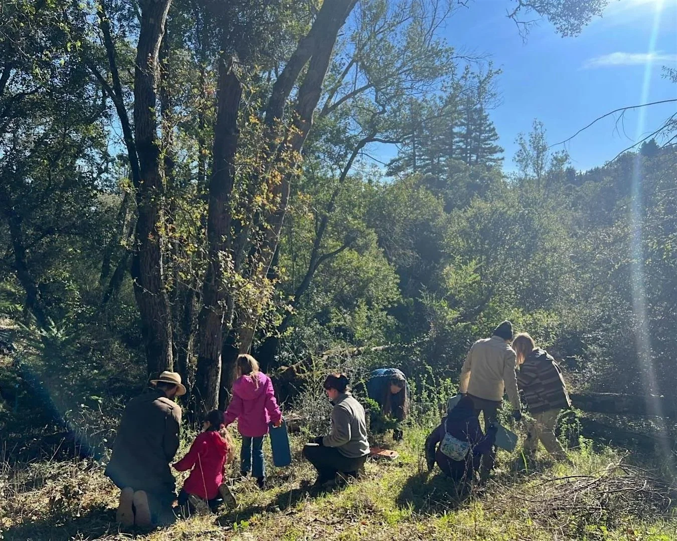 Celebrate the Earth: Restoration and Forest Bathing at Huddart Park