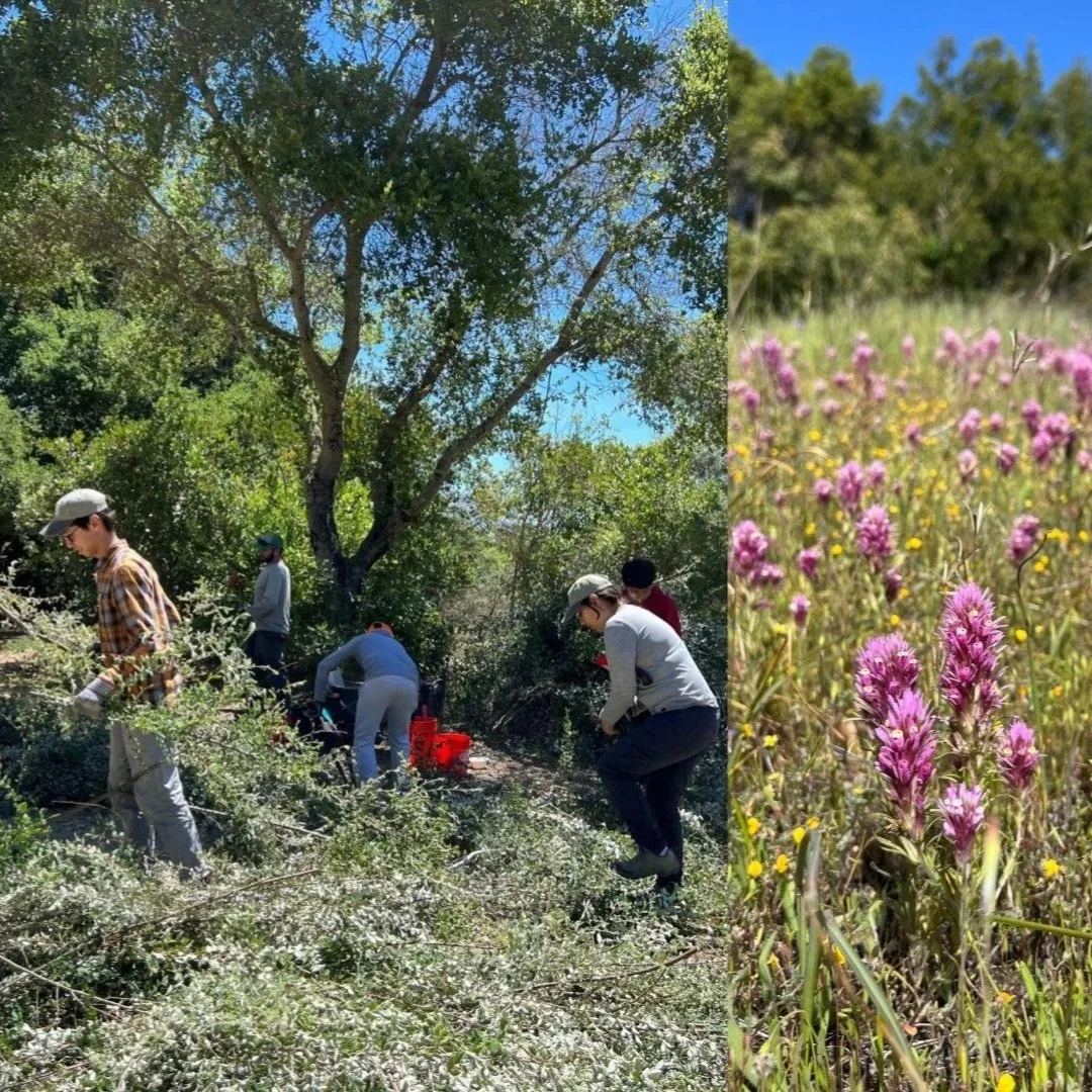 Volunteer in Redwood City at Stulsaft Park
