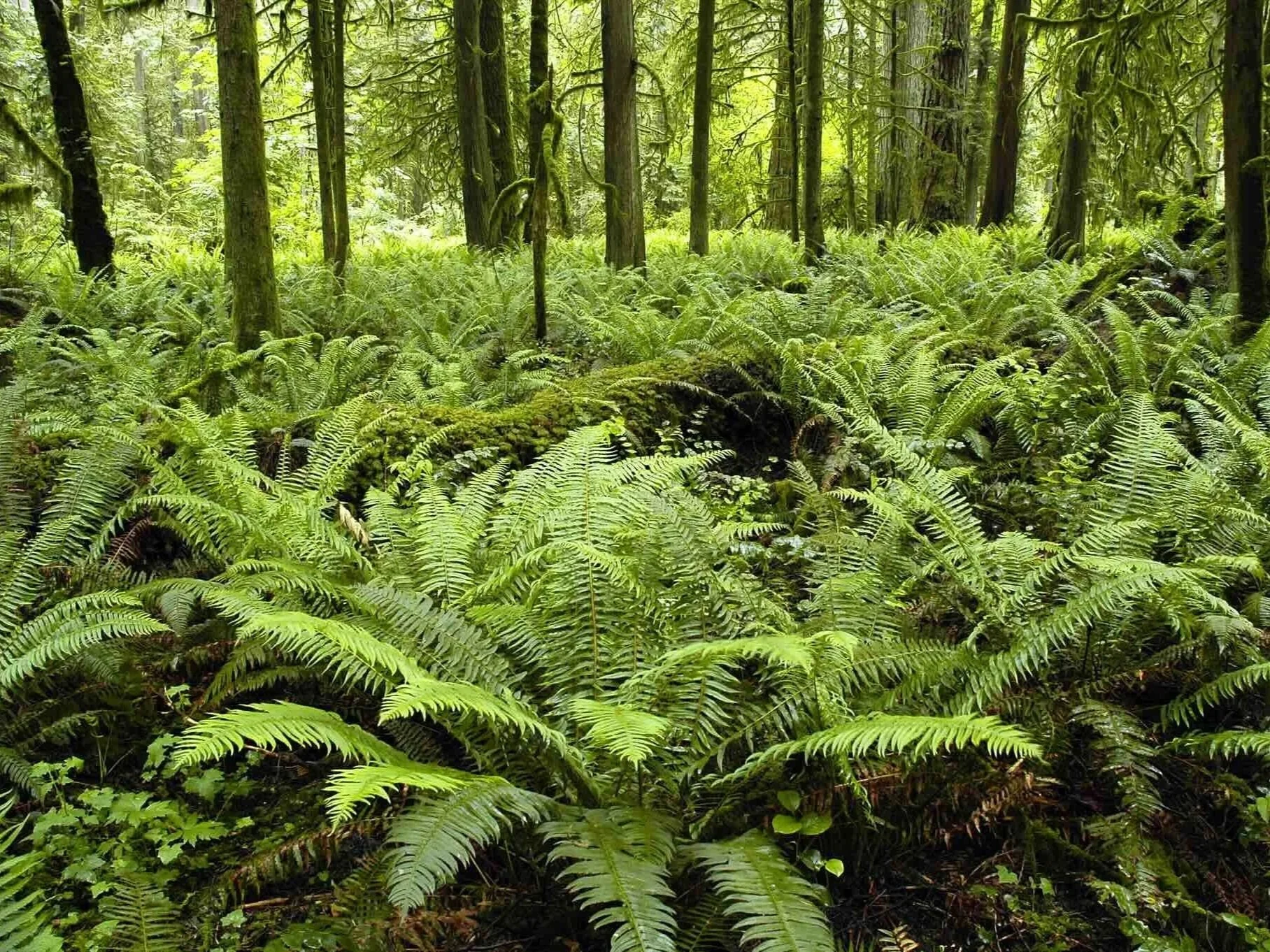 Native Plant of the Month: Western Sword Fern