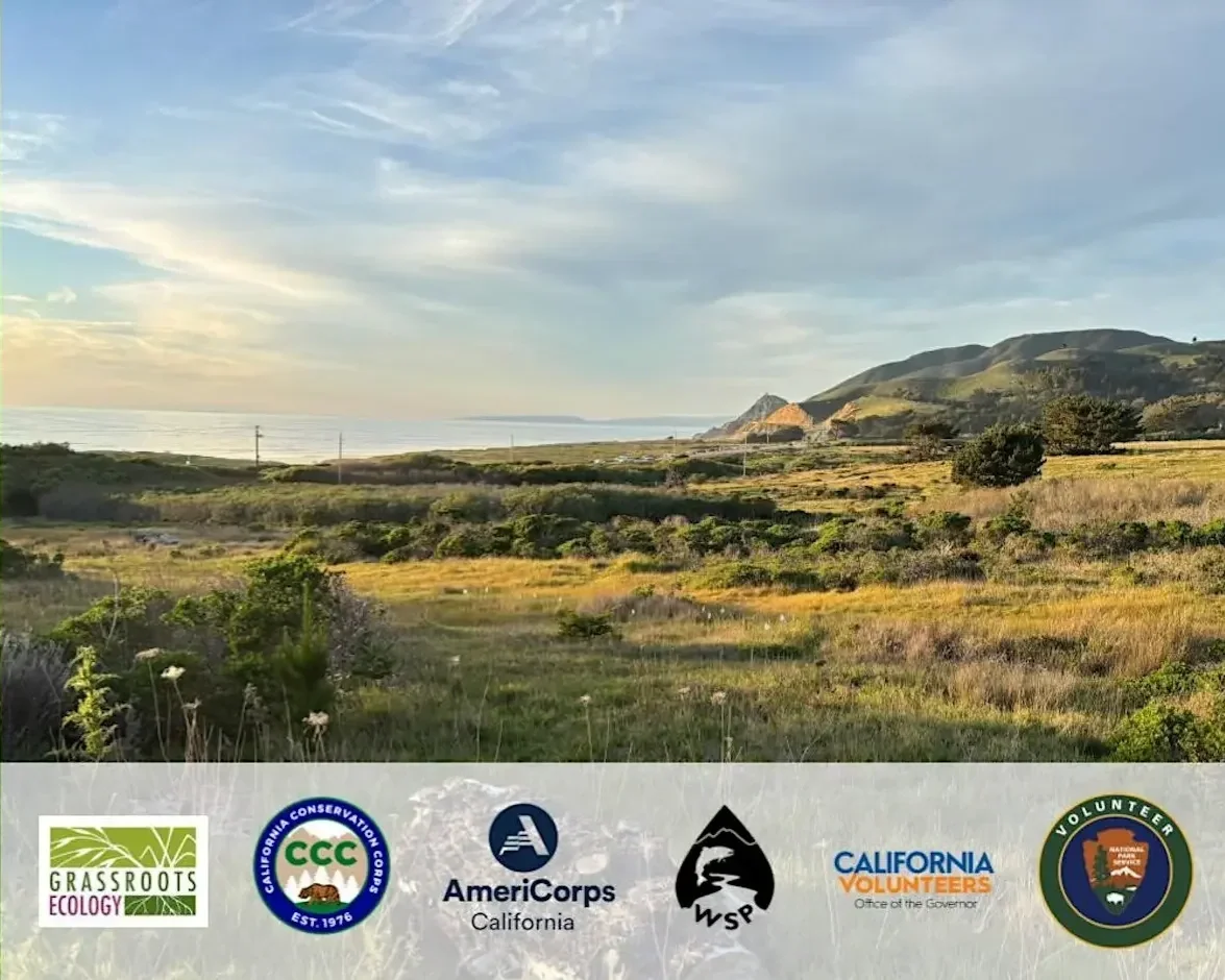 Meadowland Medicine: Help Restore a Local Coastal Prairie