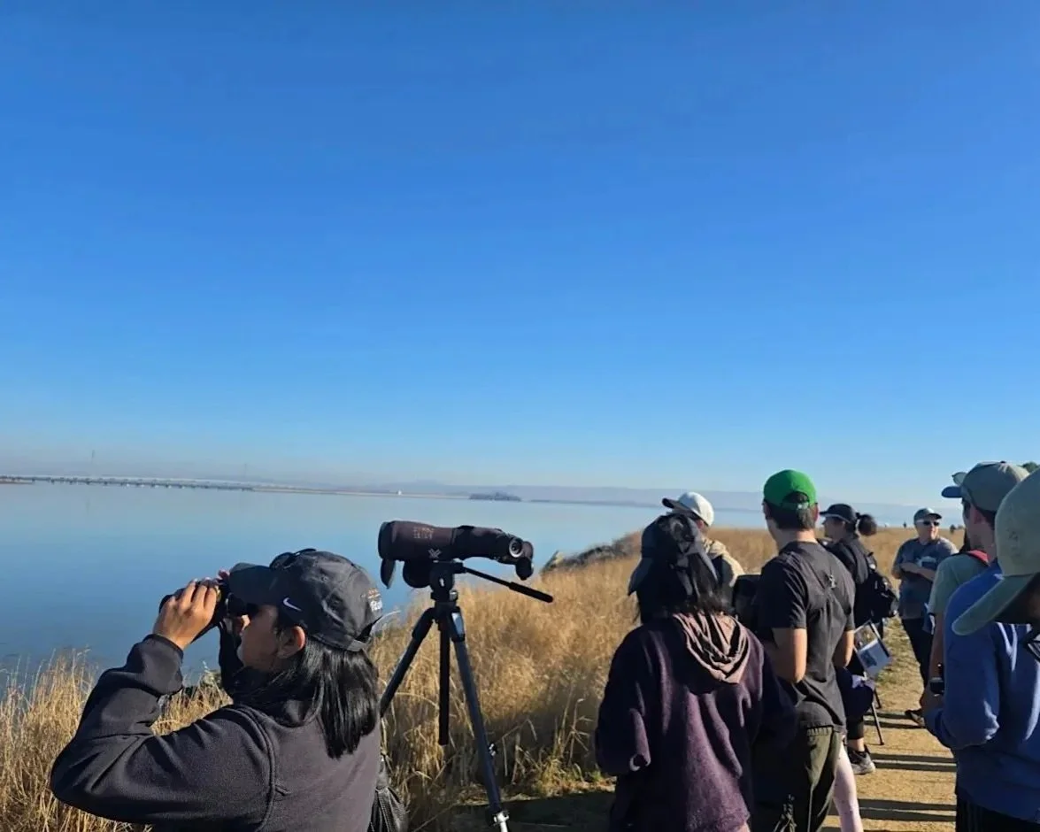 Birding and Weeding in East Palo Alto at Ravenswood Preserve