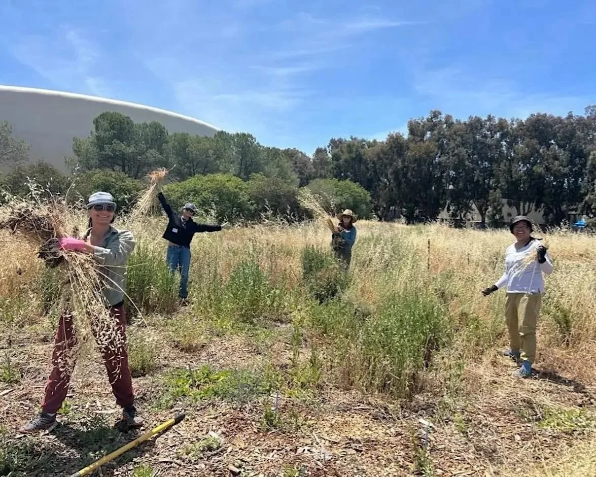 Volunteer Outdoors in Alviso at the Burrowing Owl Project (18+)