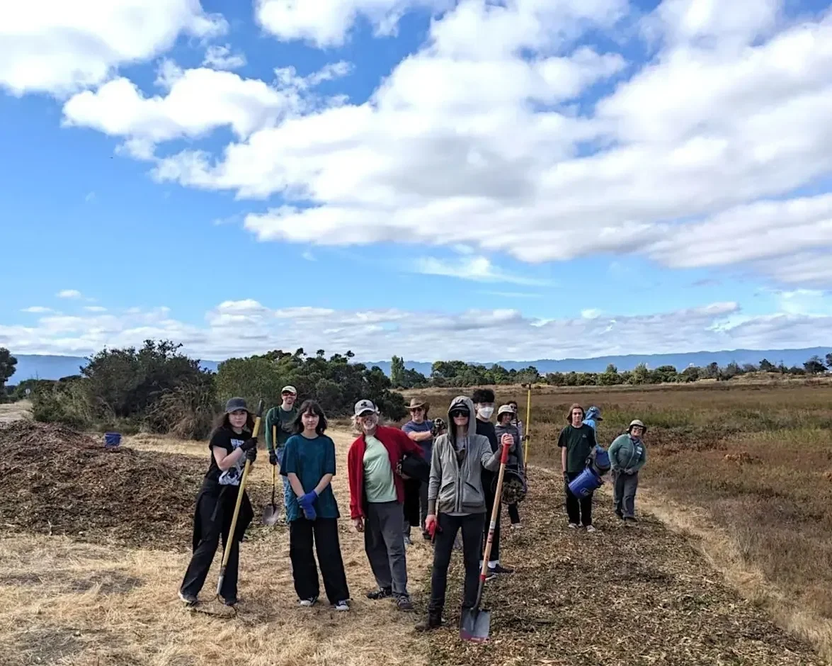 Volunteer Outdoors in MV Shoreline Marsh Habitat Restoration