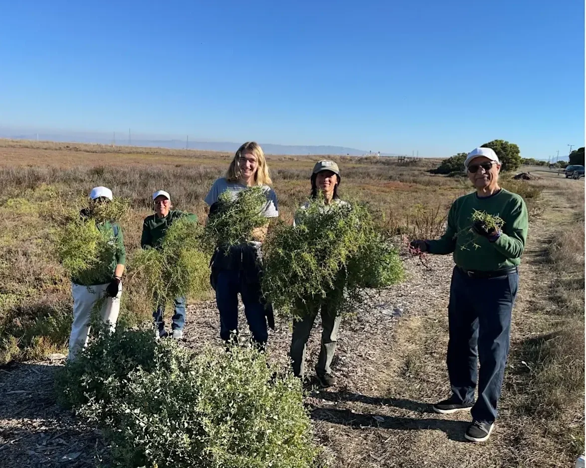 Volunteer Outdoors in MV Shoreline Marsh Habitat Restoration