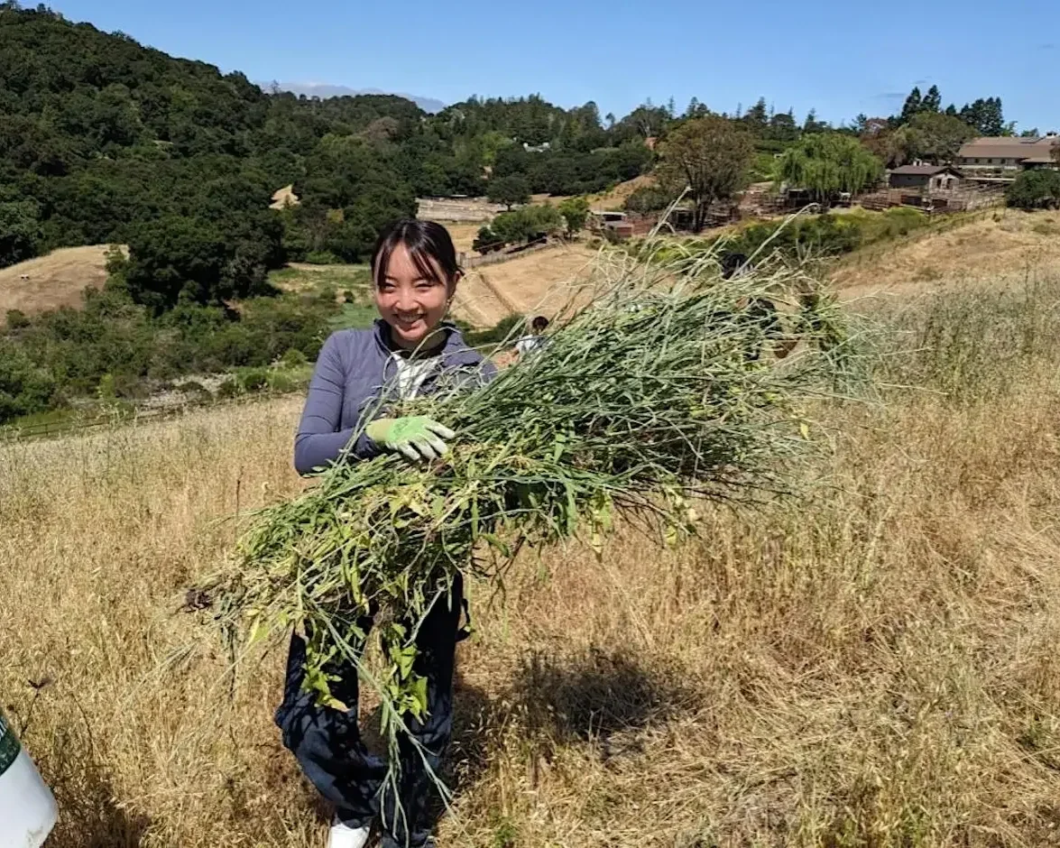 Yellow Starthistle Weeding Party at Byrne Preserve in Los Altos Hills