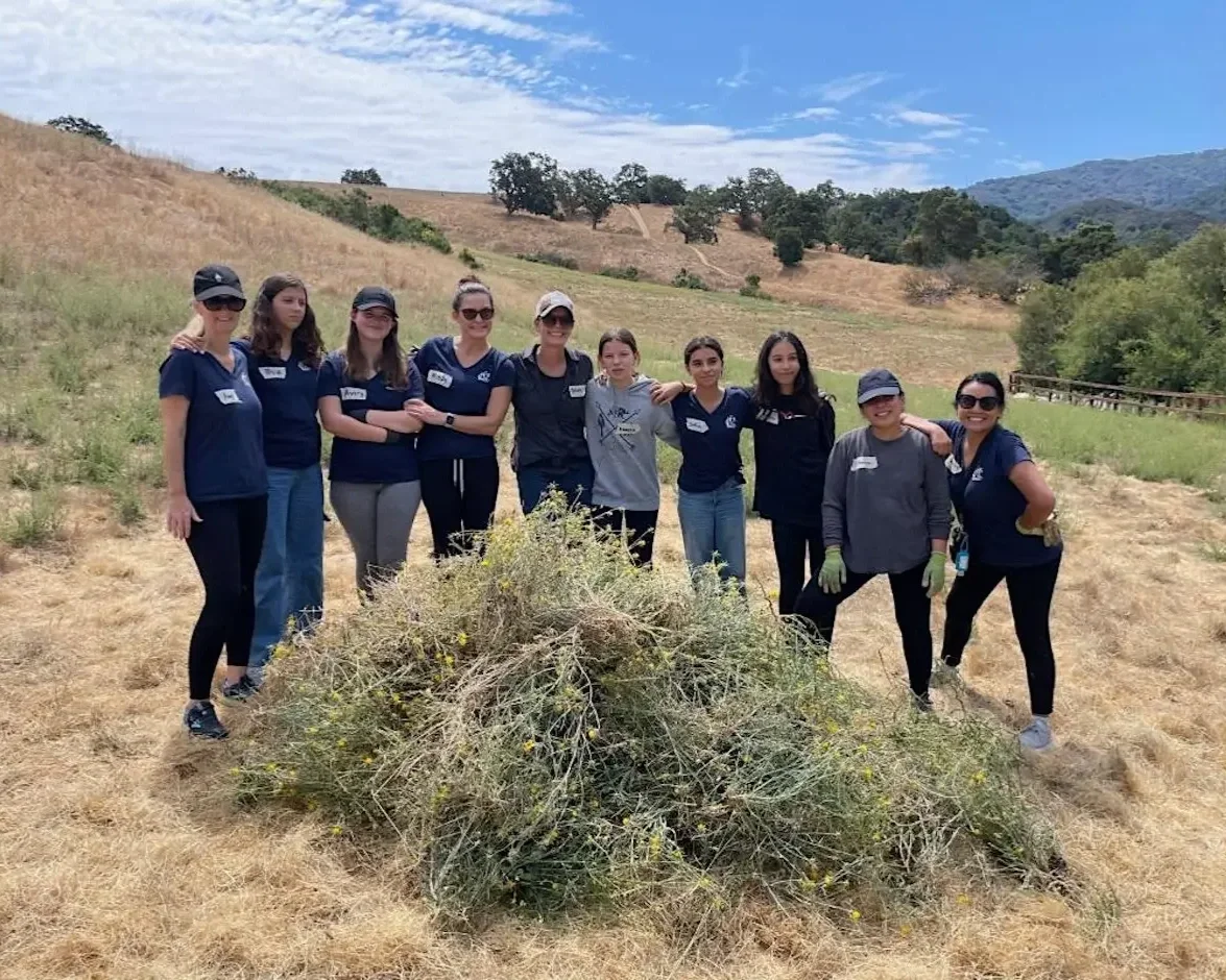 Yellow Starthistle Weeding Party at Byrne Preserve in Los Altos Hills