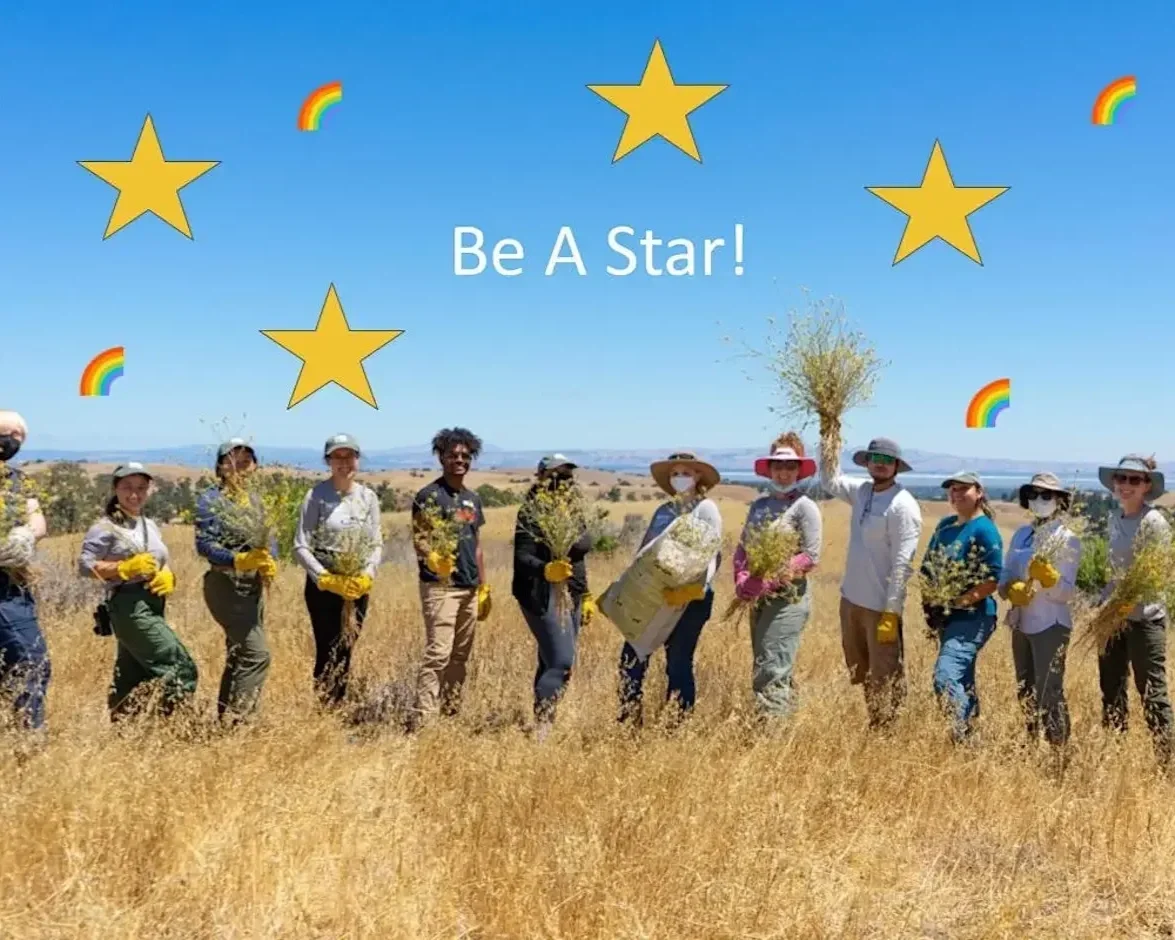 Be a Star: Yellow Starthistle Weeding Party *Pride Edition*