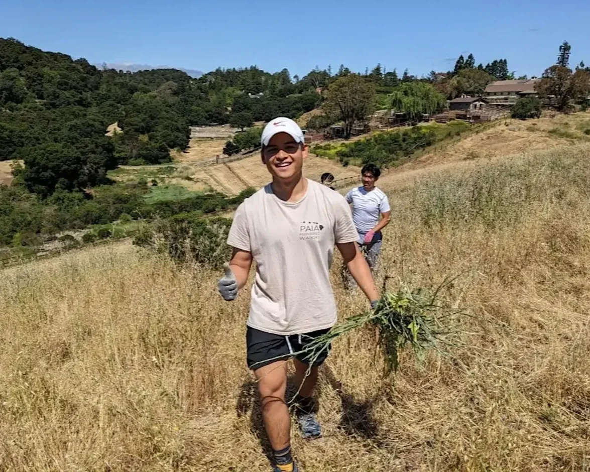 Yellow Starthistle Weeding Party at Byrne Preserve in Los Altos Hills