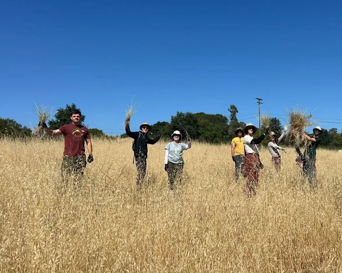 Be a Star: Volunteer in Palo Alto at Pearson-Arastradero Preserve
